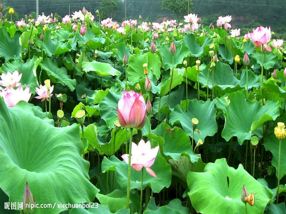 真想变成大大的荷叶 (6)_第3页