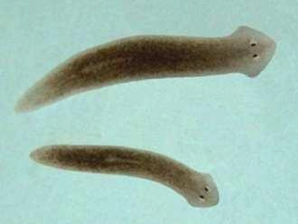 第二章腔肠动物和扁形动物PPT课件_第3页