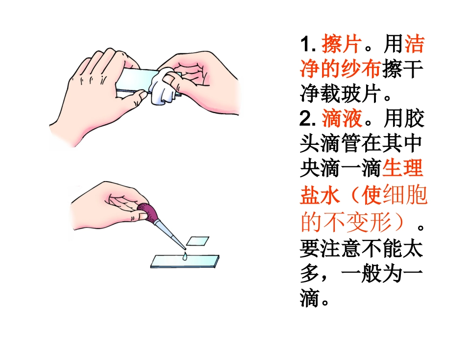 临时装片制作_第2页