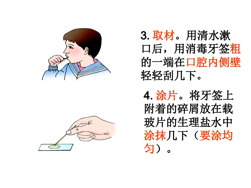 临时装片制作_第3页