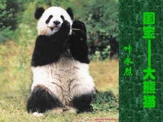 国宝大熊1猫