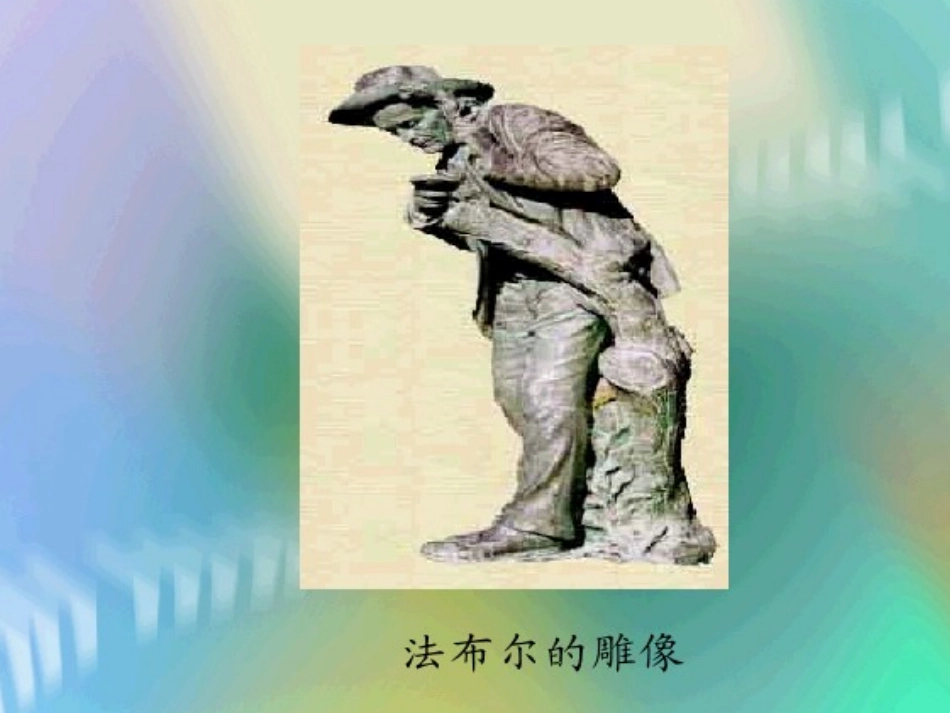 __装满昆虫的衣袋_第3页