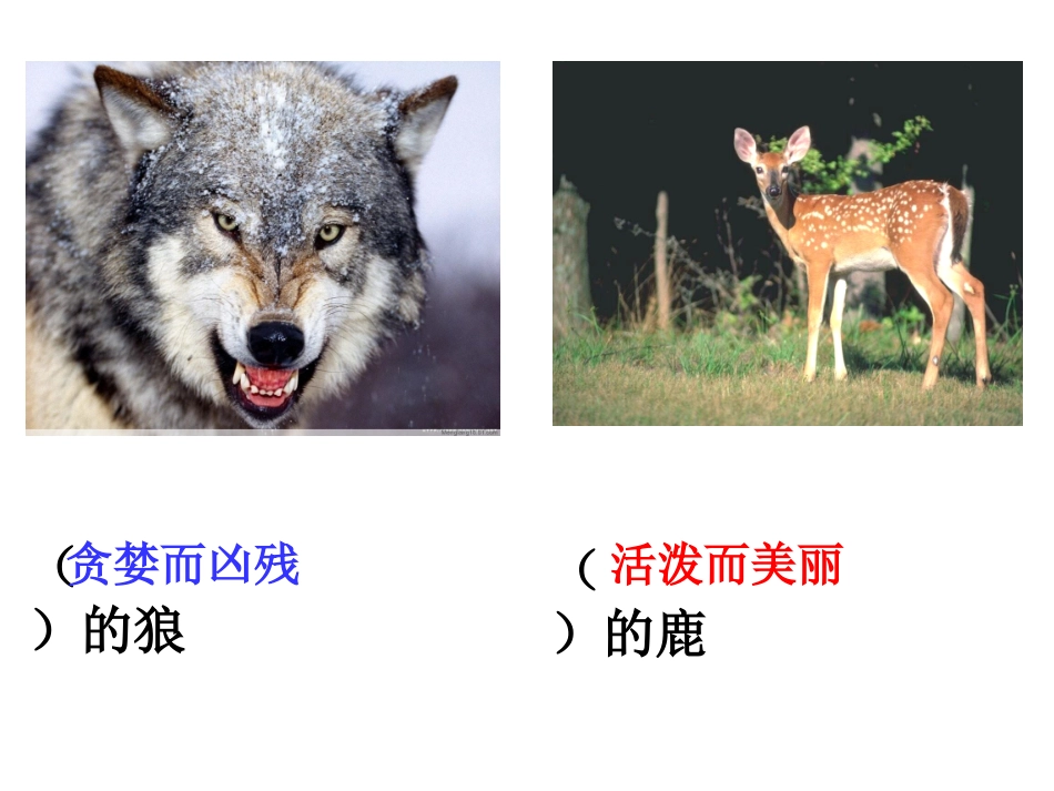 《狼和鹿》第一课时修改3_第2页