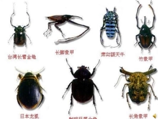 《松树金龟子》课件