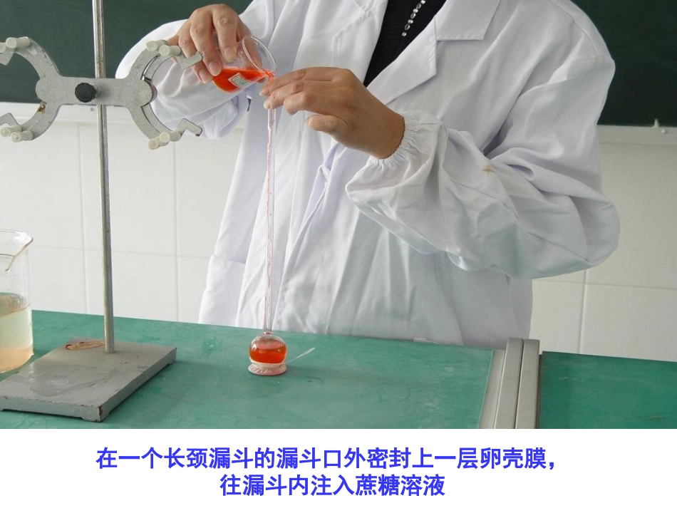 物质跨膜运输的实例1_第3页