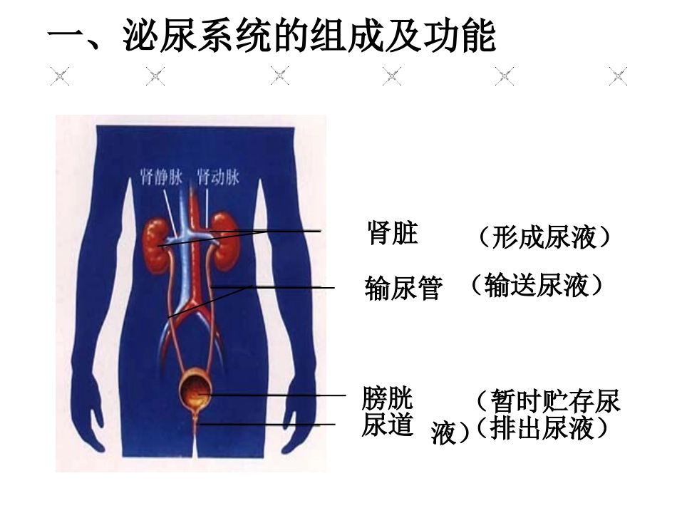 生物课件：《尿液的形成和排出》公开课_第2页