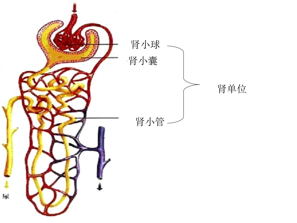 生物课件：《尿液的形成和排出》公开课_第3页