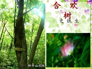 《合欢树》原创课件