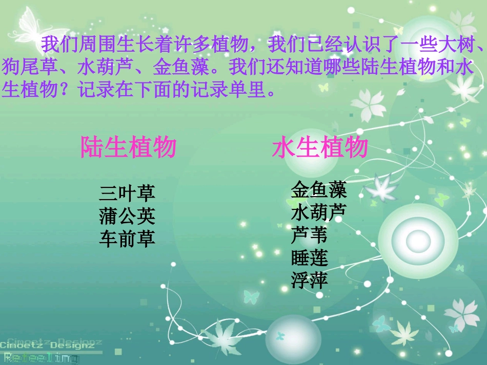 三上植物有哪些相同特点（江艺）_第2页