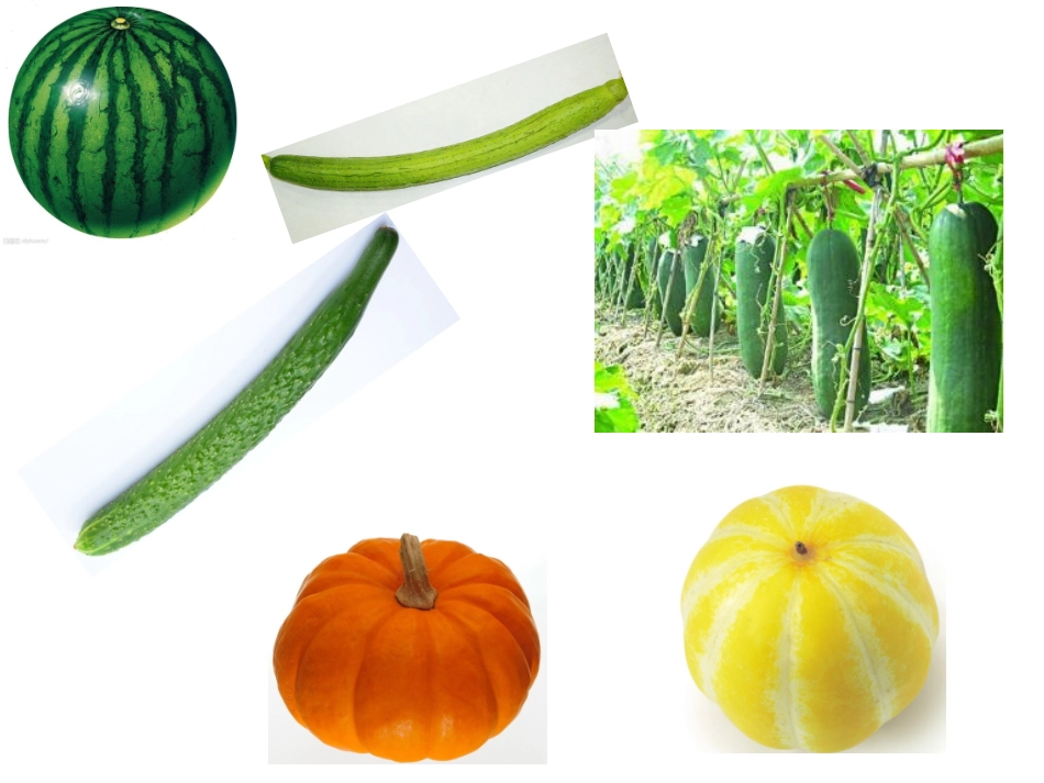 童谣《瓜瓜花》_第2页