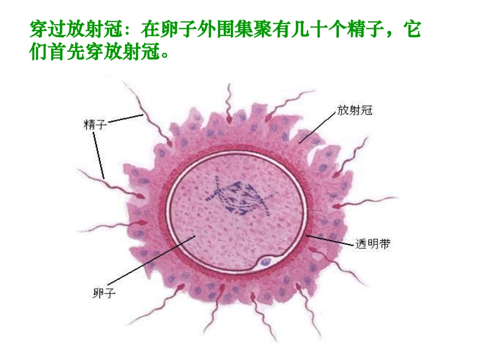 人教版选修3专题331体内受精和早期胚胎发育(上)１_第1页