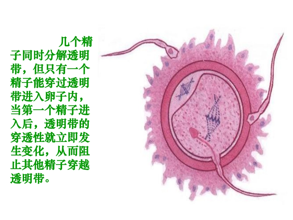 人教版选修3专题331体内受精和早期胚胎发育(上)１_第2页