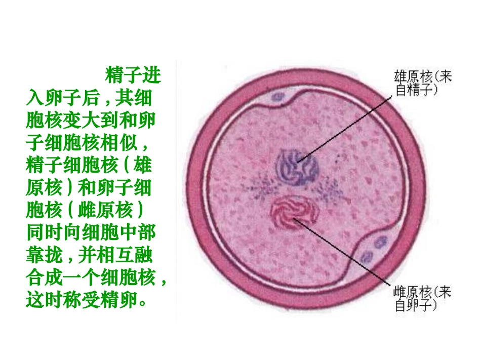 人教版选修3专题331体内受精和早期胚胎发育(上)１_第3页