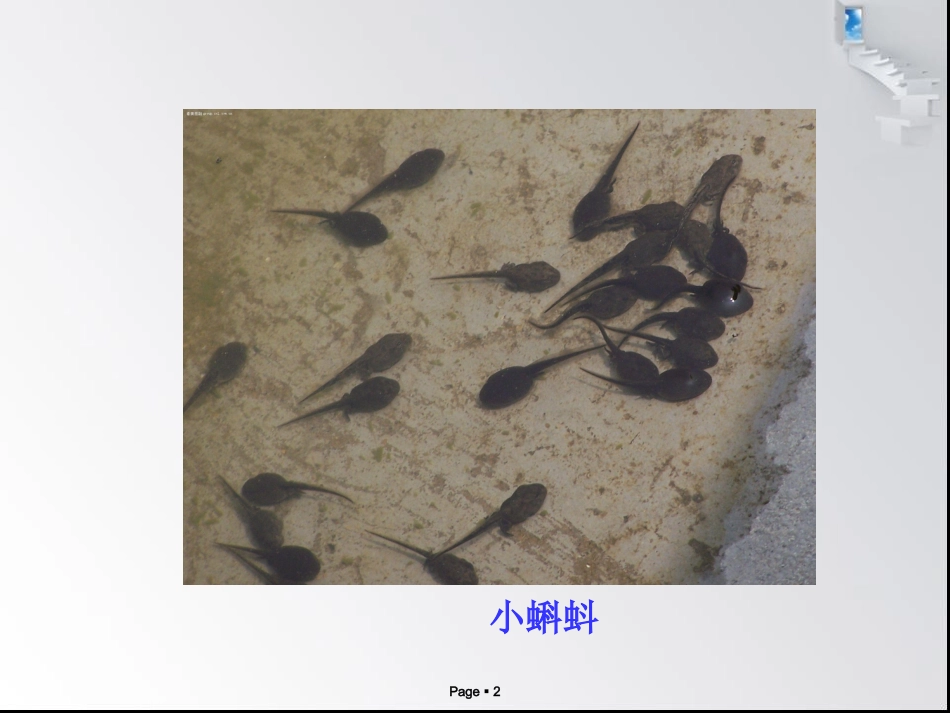 34小蝌蚪找妈妈_第2页