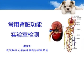 诊断学肾功能检测