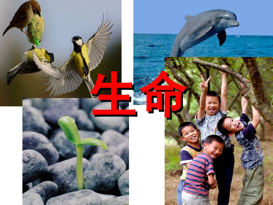 14生命只有一次_第3页