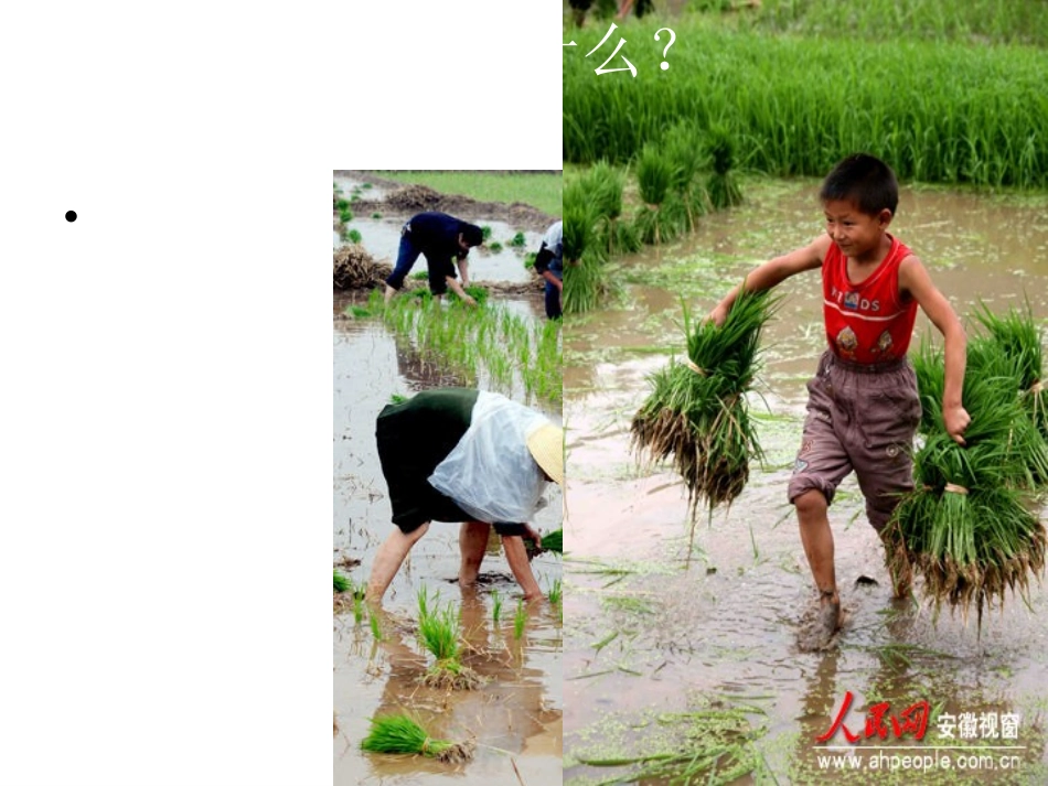 爱惜粮食_从我做起[1]_第1页