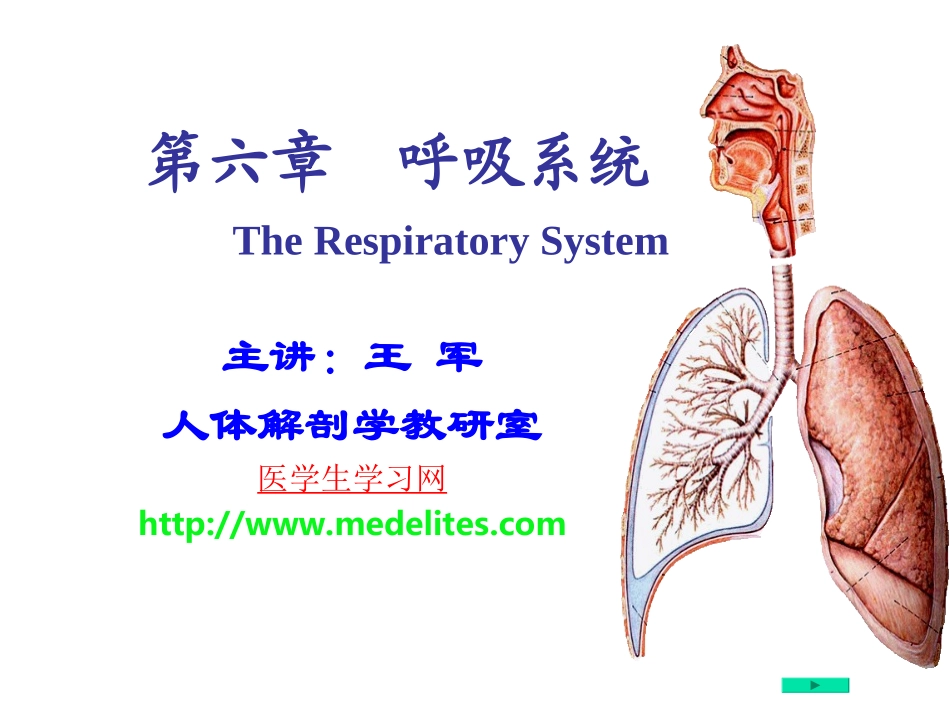 系统解剖学PPT课件---呼吸系统_第1页
