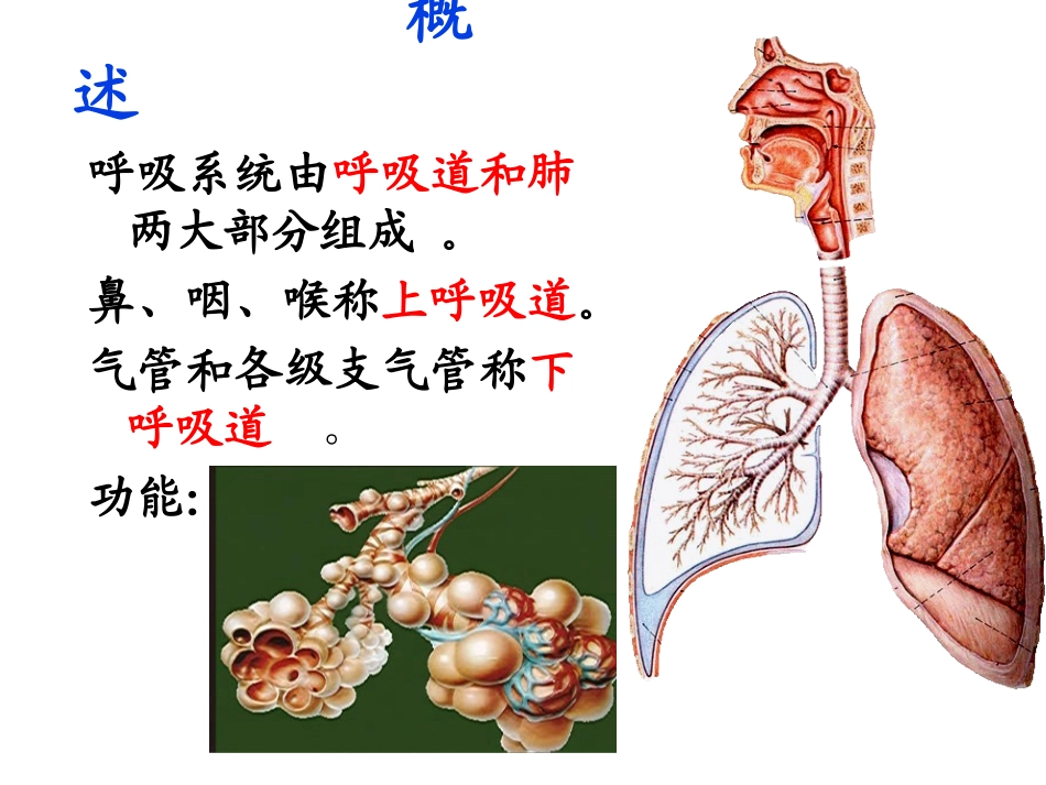 系统解剖学PPT课件---呼吸系统_第3页