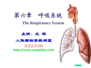 系统解剖学PPT课件---呼吸系统