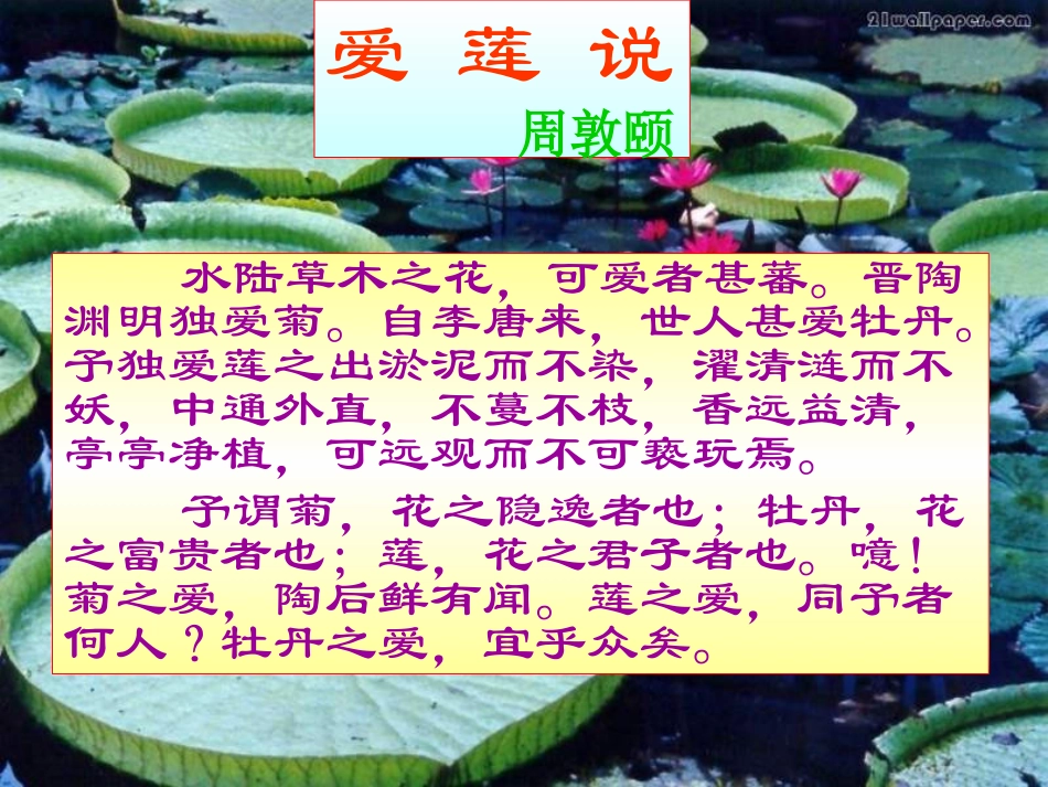 《荷--爱莲说》_第2页