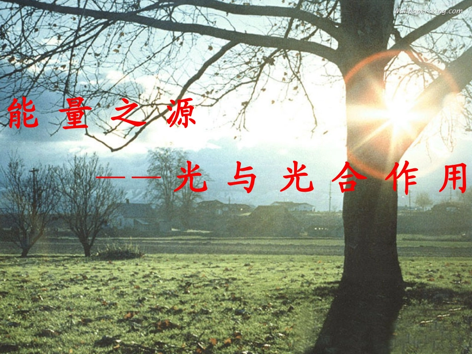 54能量之源——光与光合作用_第2页