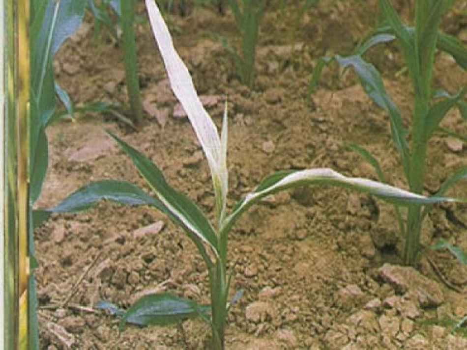 54能量之源——光与光合作用_第3页