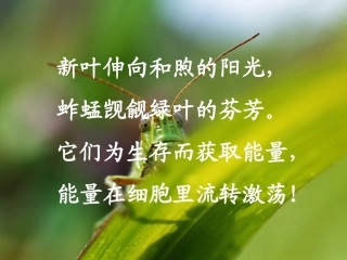 54能量之源——光与光合作用