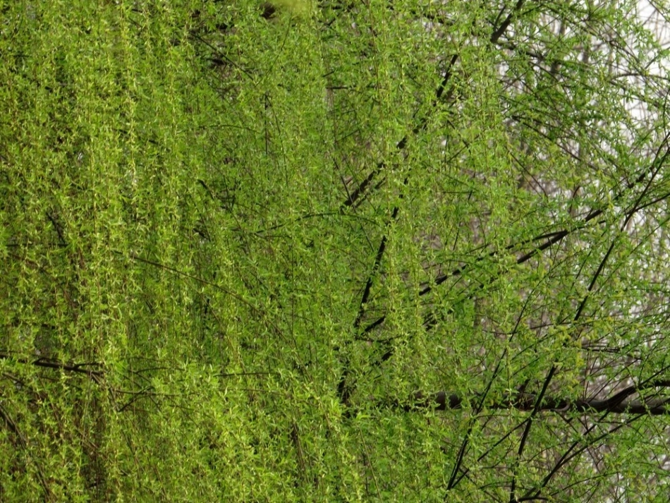 春雨的色彩 (3)_第3页