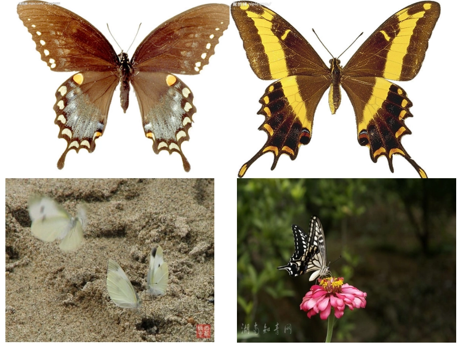 2017-2018四年级语文上册第四单元16台湾蝴蝶甲天下ppt课件(-语文S版)_第1页