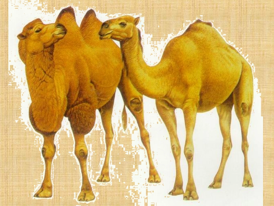 9、骆驼寻宝记_第2页