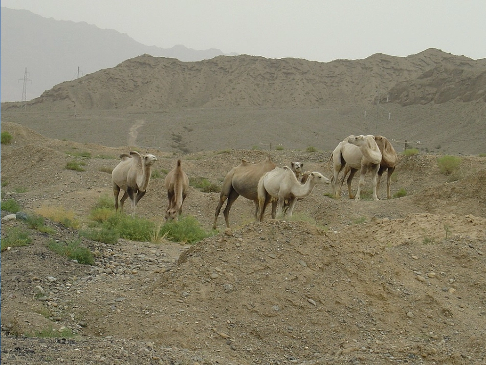 9、骆驼寻宝记_第3页