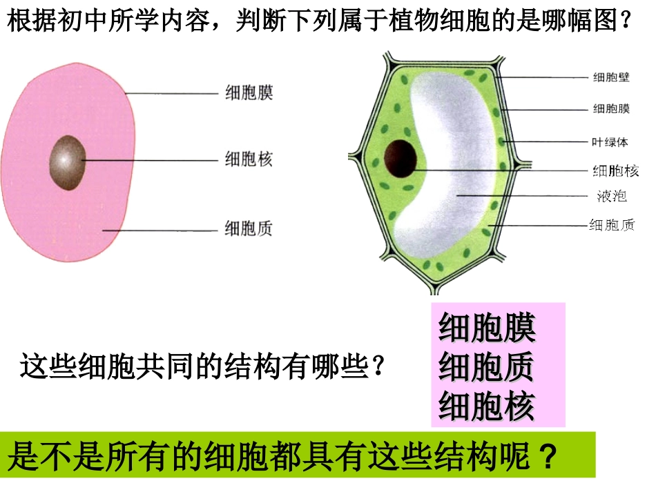 1-2-细胞的多样性和统一性_第1页