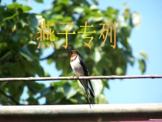 人教版语文3年级下册第一单元（燕子专列）课件