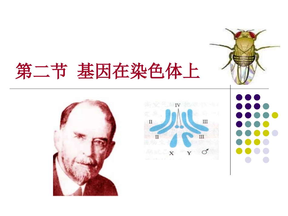 基因在染色体上课件_第1页