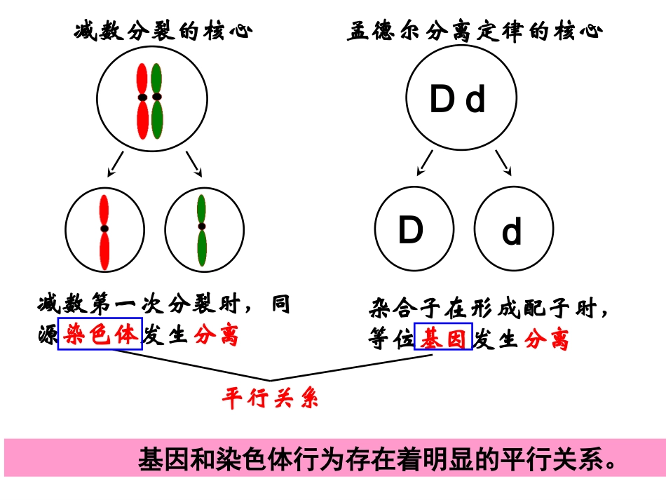 基因在染色体上课件_第3页