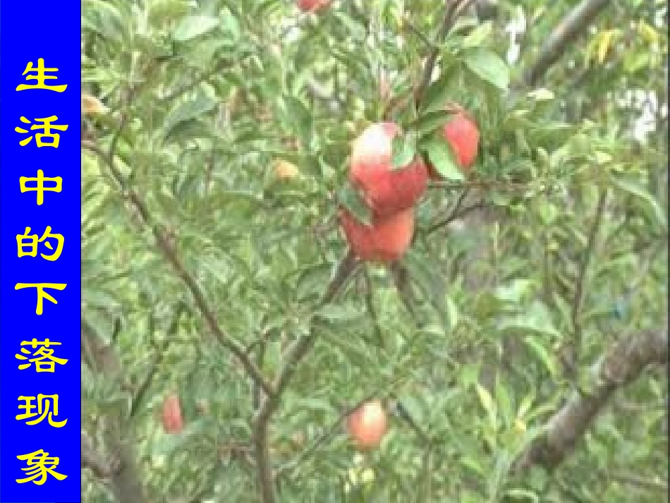 2.5自由落体运动_第2页