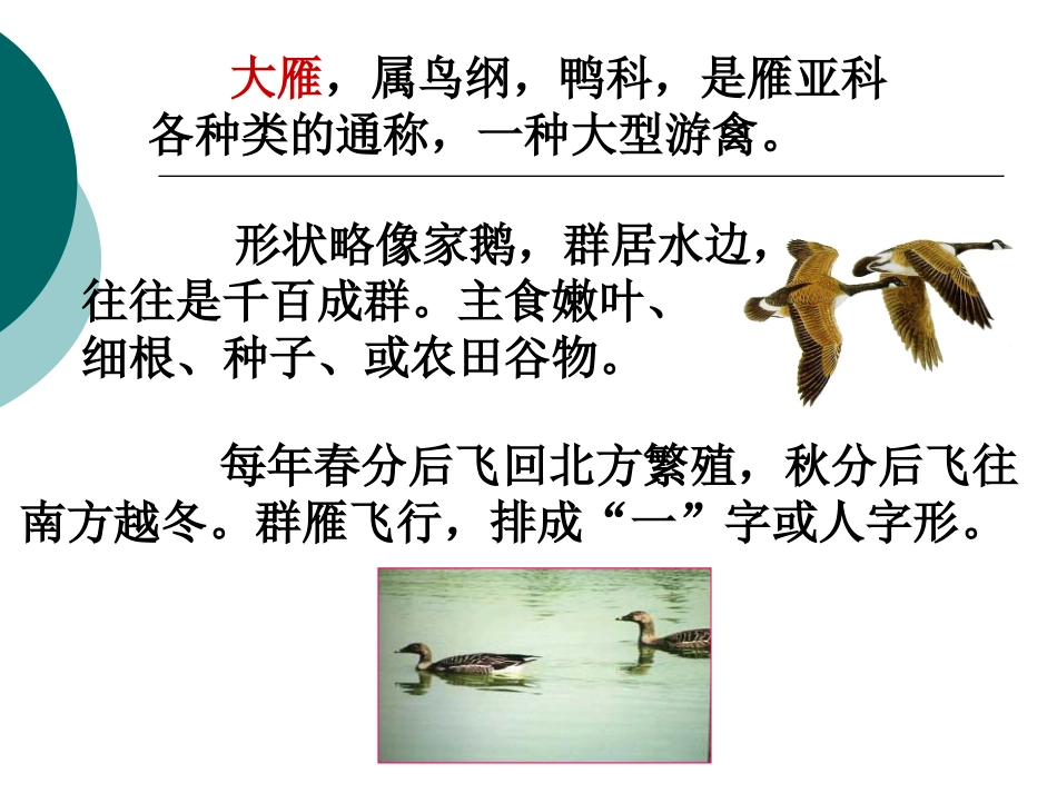 大雁归来(1)_第2页