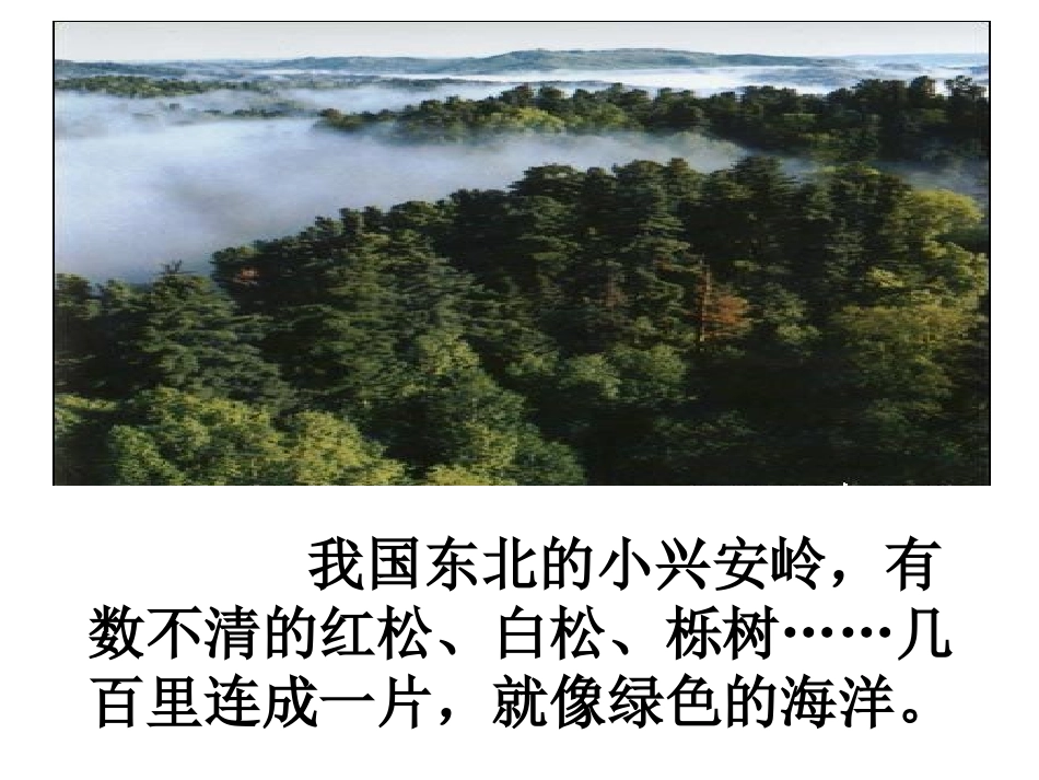 899美丽的小兴安岭_第3页