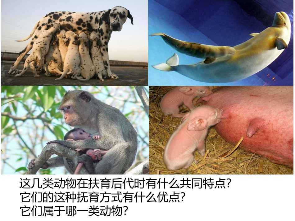 517哺乳动物_第1页