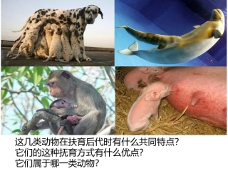 517哺乳动物