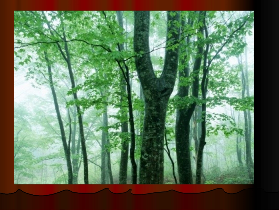 人美版小学二年级美术下册《我喜欢的鸟》教学课件-_第3页