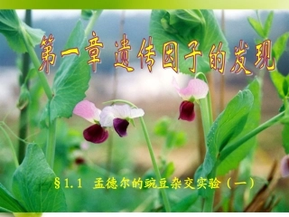 孟德尔的豌豆杂交实验(一)