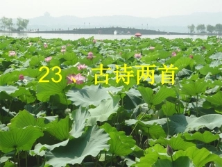 23-古诗两首