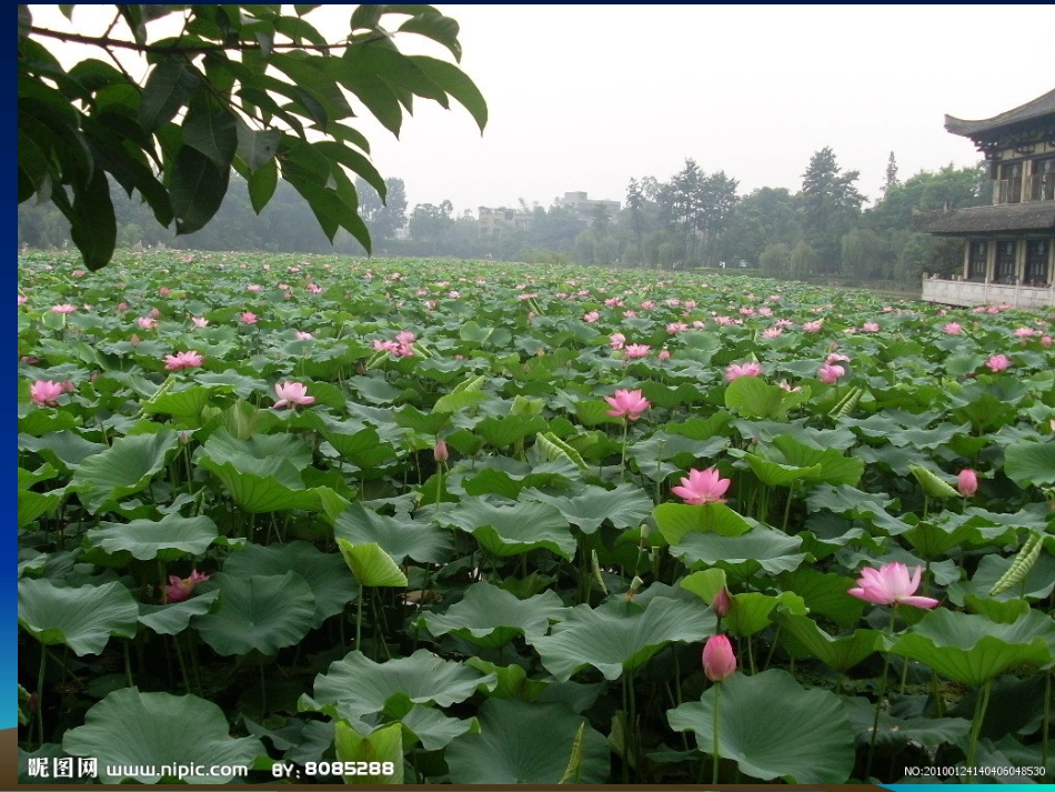 荷叶圆圆课件_第1页
