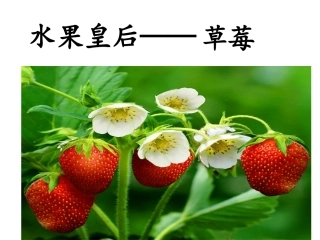 二上写话草莓