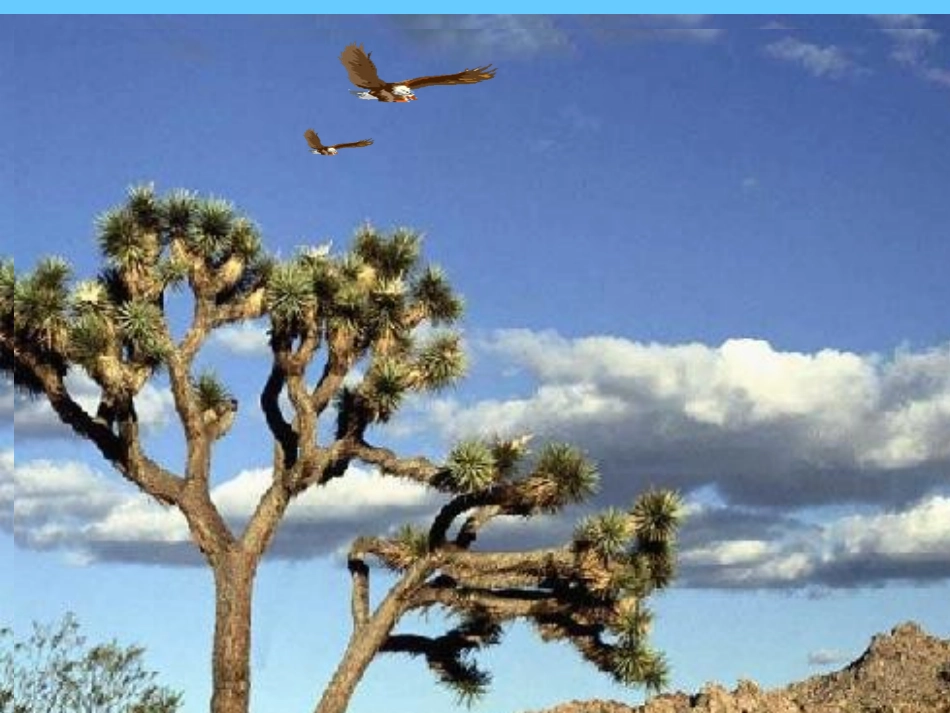 《小鹰学飞》课件_第3页