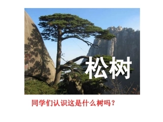苏教版一年级下册语文《小松树和大松树》教学课件