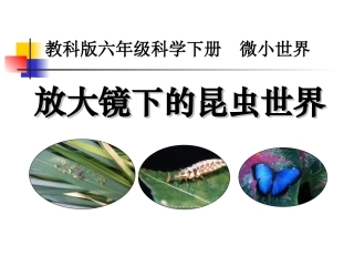 放大镜下的昆虫世界