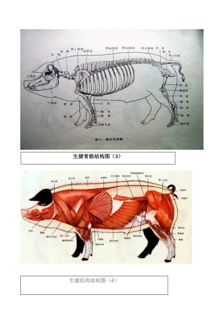 猪各部位详细结构图_第2页